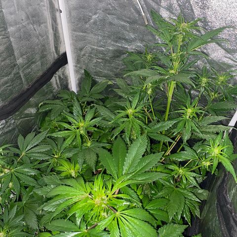 Red line growlog photo: Aplicacion foliar de delta9