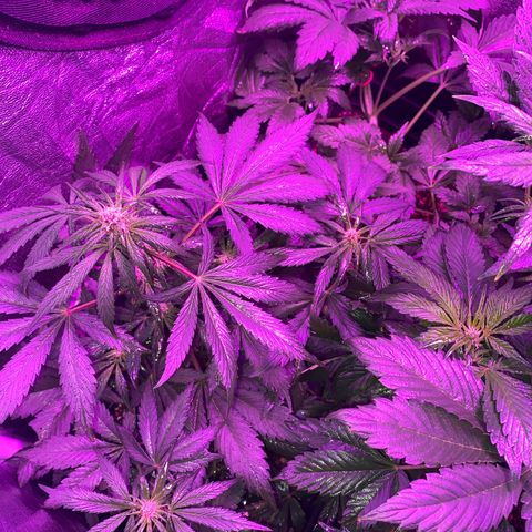 Red line growlog photo: Aplicacion foliar de delta9