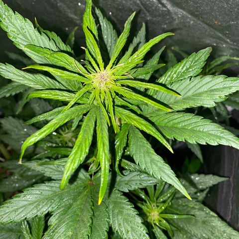 Red line growlog photo: Aplicacion foliar de delta9