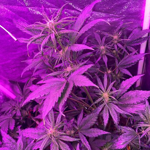 Red line growlog photo: Aplicacion foliar de delta9