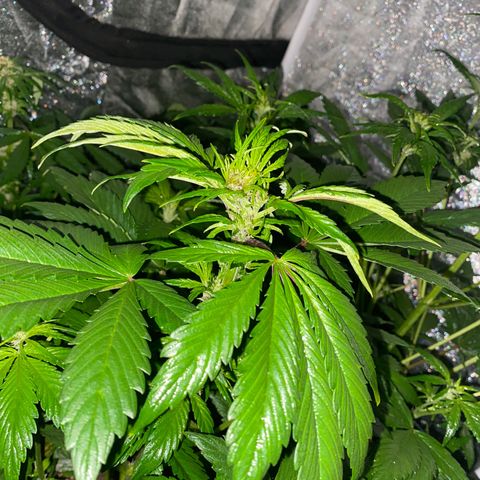 Red line growlog photo: Aplicacion foliar de delta9