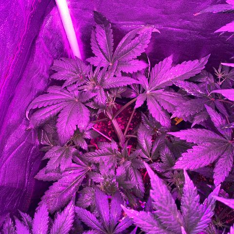Red line growlog photo: Aplicacion foliar de delta9