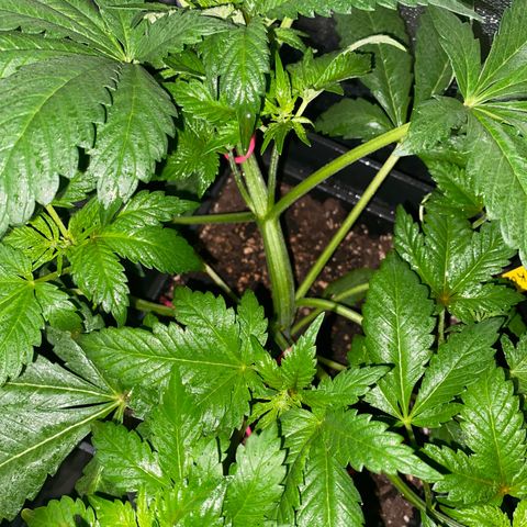 Red line growlog photo: Aplicacion foliar de delta9