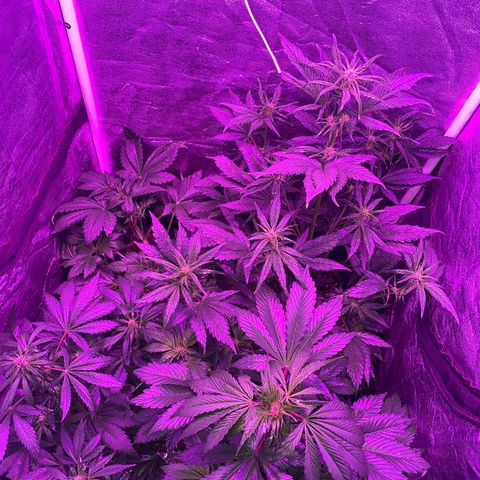 Red line growlog photo: Aplicacion foliar de delta9