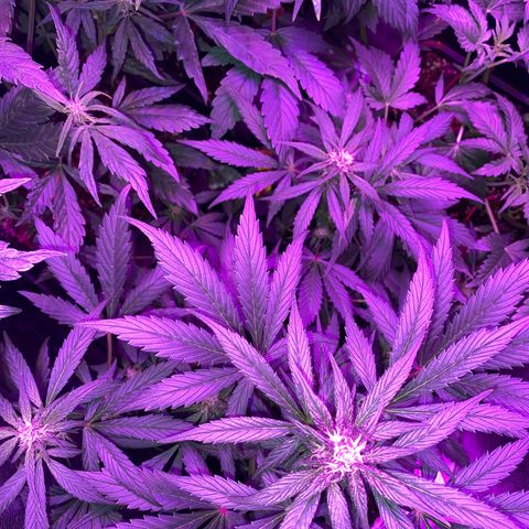 Red line growlog timeline photo