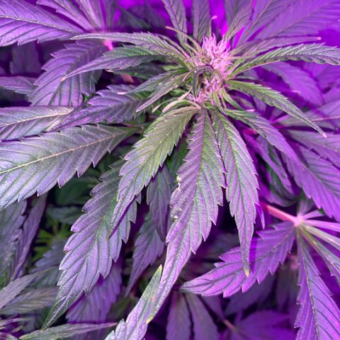 Red line growlog timeline photo