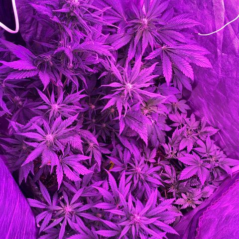 Red line growlog timeline photo