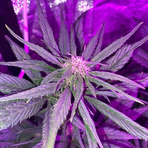 Red line growlog timeline photo