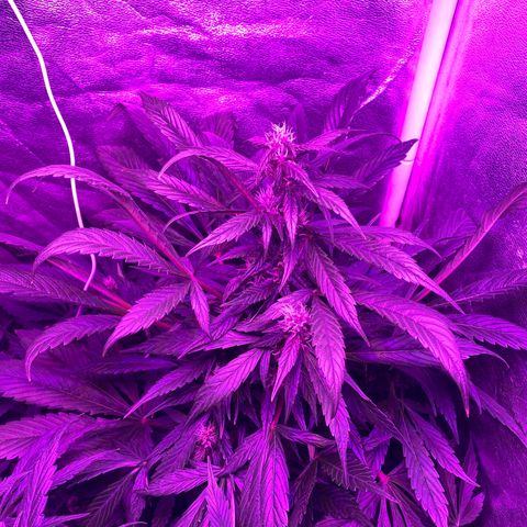 Red line growlog timeline photo