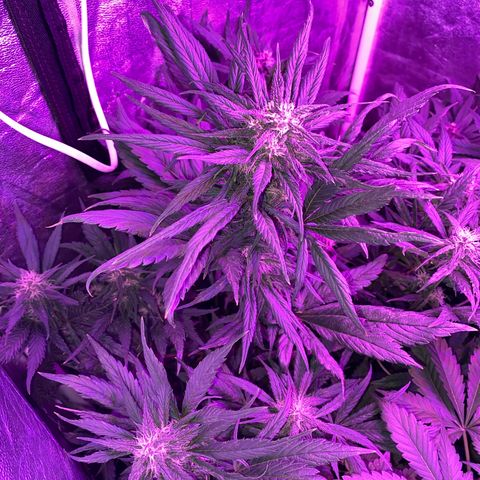 Red line growlog timeline photo
