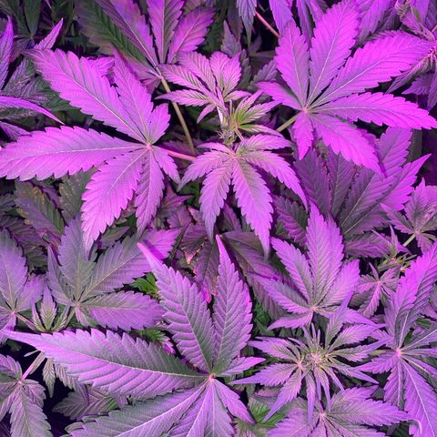 Red line growlog timeline photo