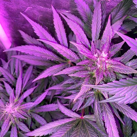 Red line growlog timeline photo