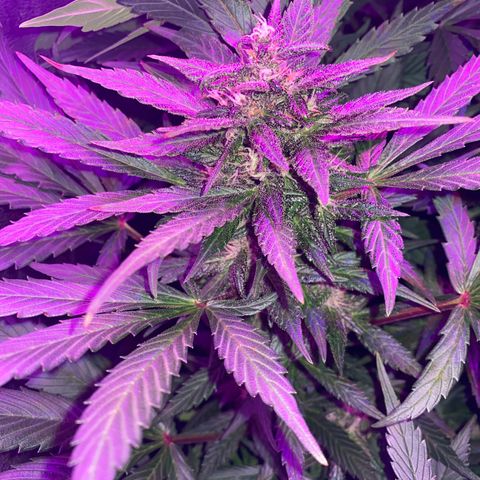 Red line growlog timeline photo