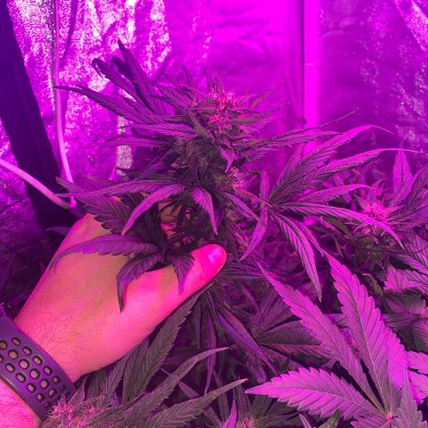 Red line growlog timeline photo