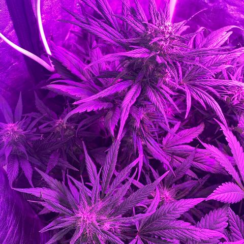 Red line growlog timeline photo