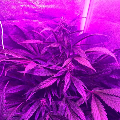 Red line growlog timeline photo