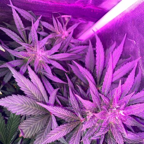 Red line growlog timeline photo