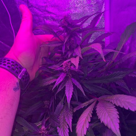 Red line growlog timeline photo