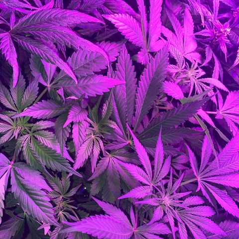 Red line growlog timeline photo