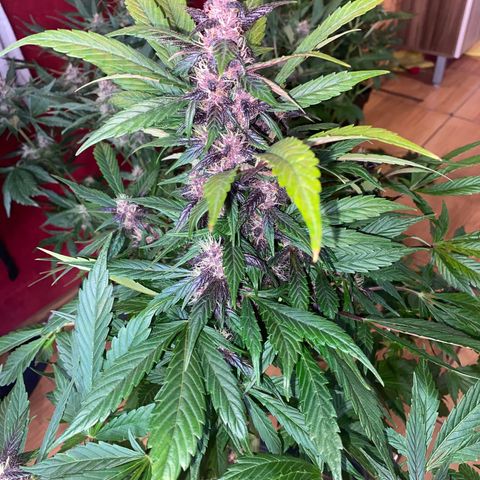 Red line growlog timeline photo