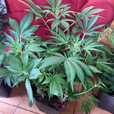 Red line growlog timeline photo