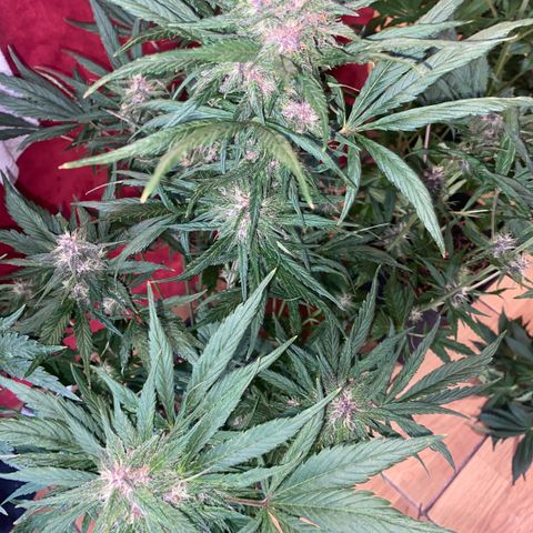 Red line growlog timeline photo