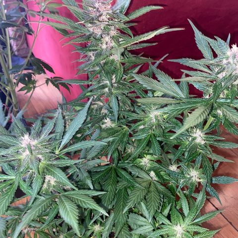 Red line growlog timeline photo