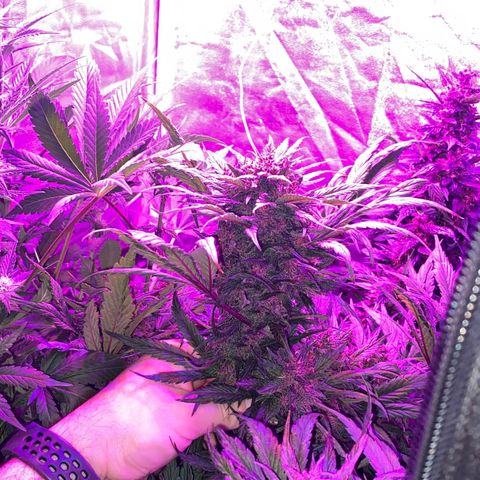 Red line growlog timeline photo