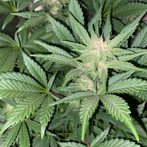 Red line growlog timeline photo
