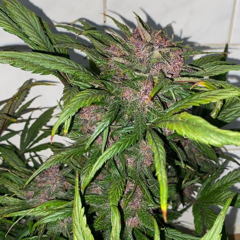 Red line growlog timeline photo