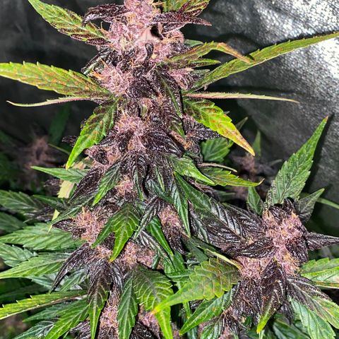 Red line growlog timeline photo