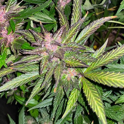 Red line growlog timeline photo