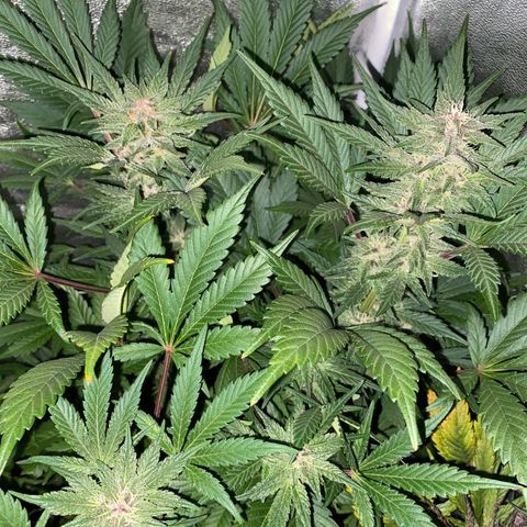 Red line growlog timeline photo