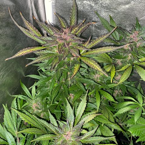 Red line growlog timeline photo