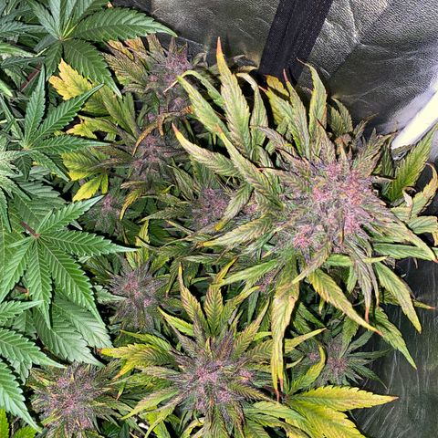 Red line growlog timeline photo