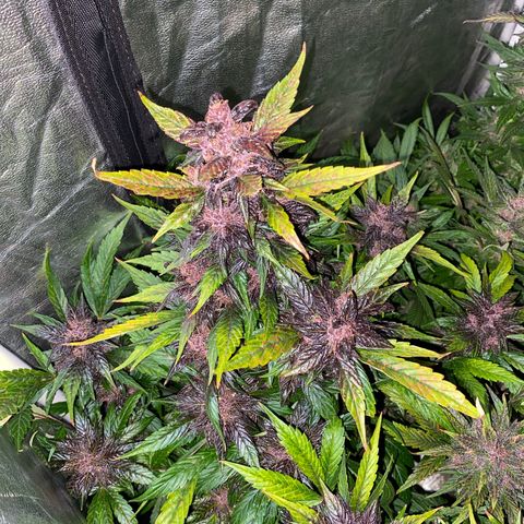 Red line growlog timeline photo