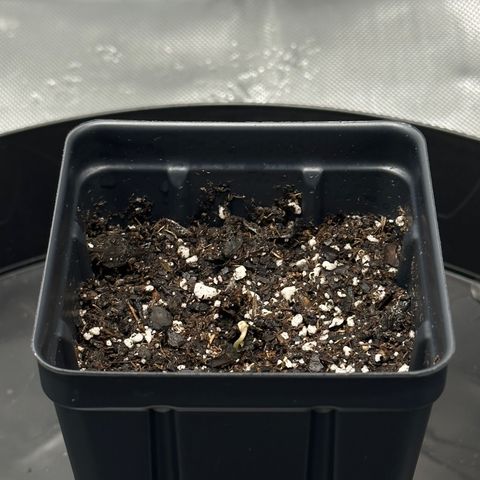 Wedding Crasher growlog photo: We have a sprout! 😁 🌱❗️