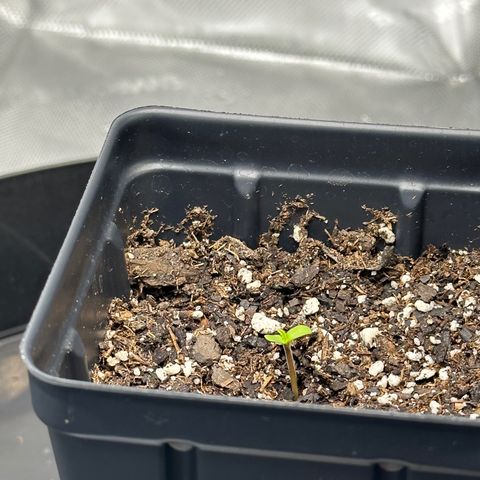 Wedding Crasher growlog photo: Here we go!