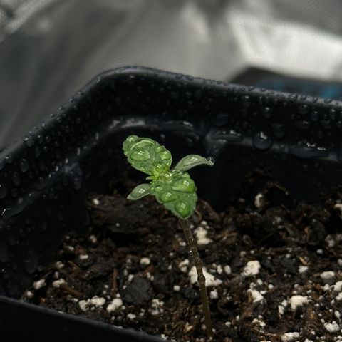 Wedding Crasher growlog timeline photo