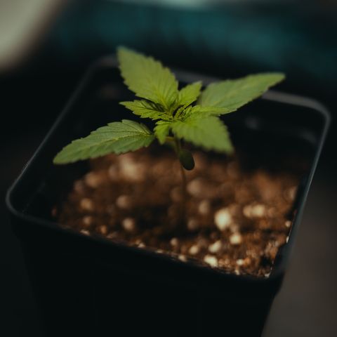 Wedding Crasher growlog photo: She’s on excellent course.