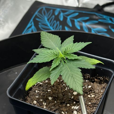 Wedding Crasher growlog photo: Came home to a tree ready for new energy!
Started with a 1/3rd recommended dosage of nitrogen-ready nutrient solution diluted in water, this should kick us into the true vegetative stage.
Fullest water to date; still being very sparse.