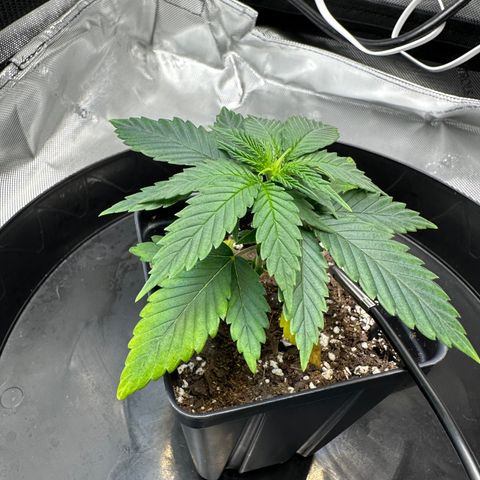 Wedding Crasher growlog timeline photo