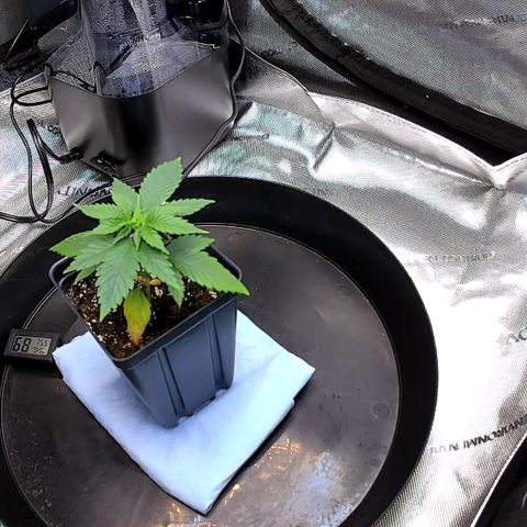 Wedding Crasher growlog timeline photo