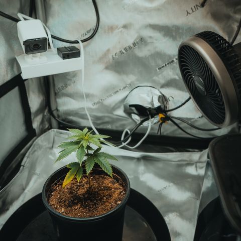 Wedding Crasher growlog timeline photo