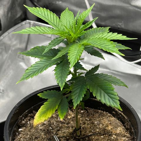 Wedding Crasher growlog timeline photo
