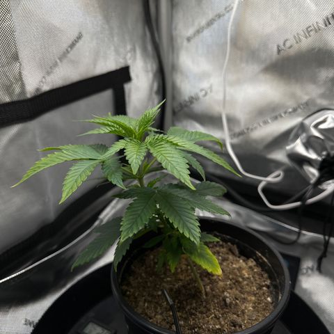 Wedding Crasher growlog timeline photo
