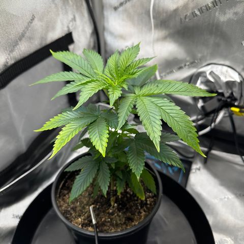Wedding Crasher growlog timeline photo