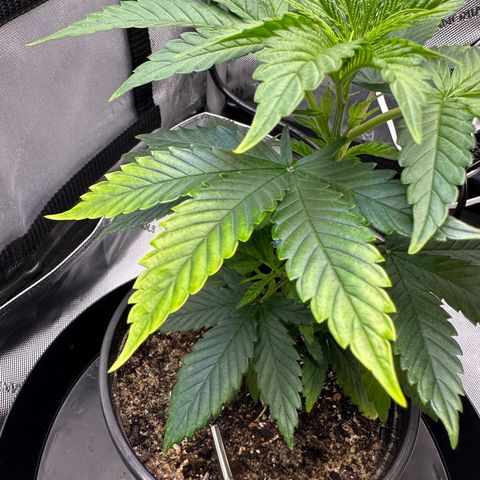 Wedding Crasher growlog timeline photo