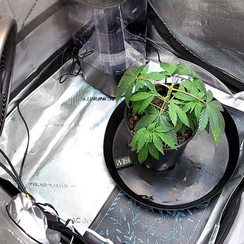 Wedding Crasher growlog photo: She’s looking a little rough.