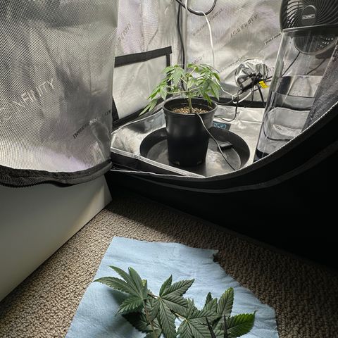 Wedding Crasher growlog timeline photo